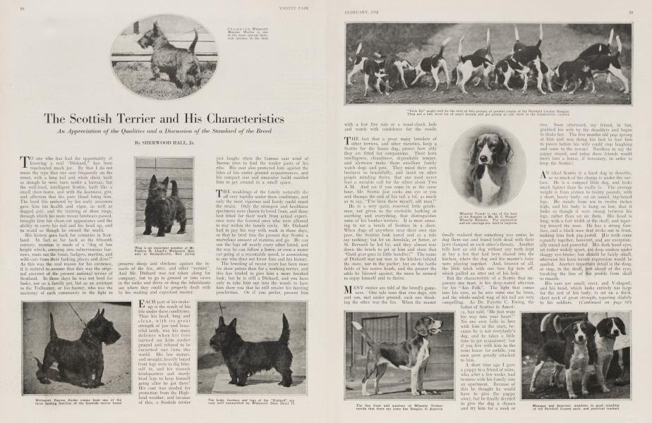 The Scottish Terrier and His Characteristics